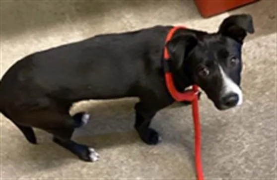A baby small-sized female Miniature Pinscher dog named Beep for adoption in Sacramento, CA