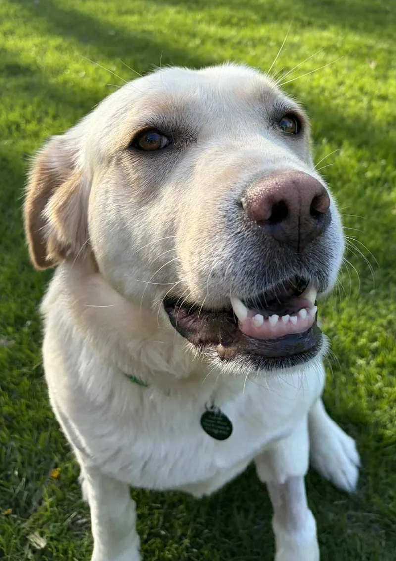A young large-sized female Yellow / Tan / Blond / Fawn Yellow Labrador Retriever dog named Clover for adoption in Lapeer, MI