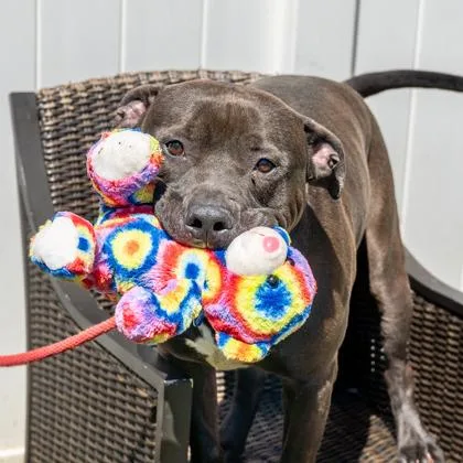 An adult extra large-sized male Mixed Breed dog named Rhino for adoption in Chamblee, GA