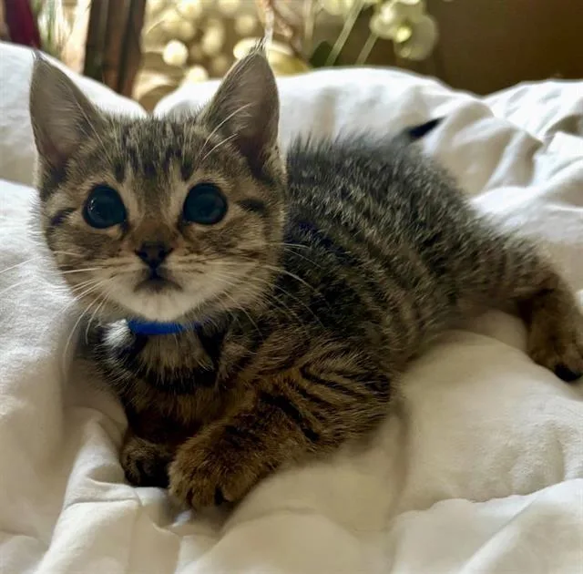 A baby small-sized female Domestic Short Hair cat named Marie for adoption in Camarillo, CA