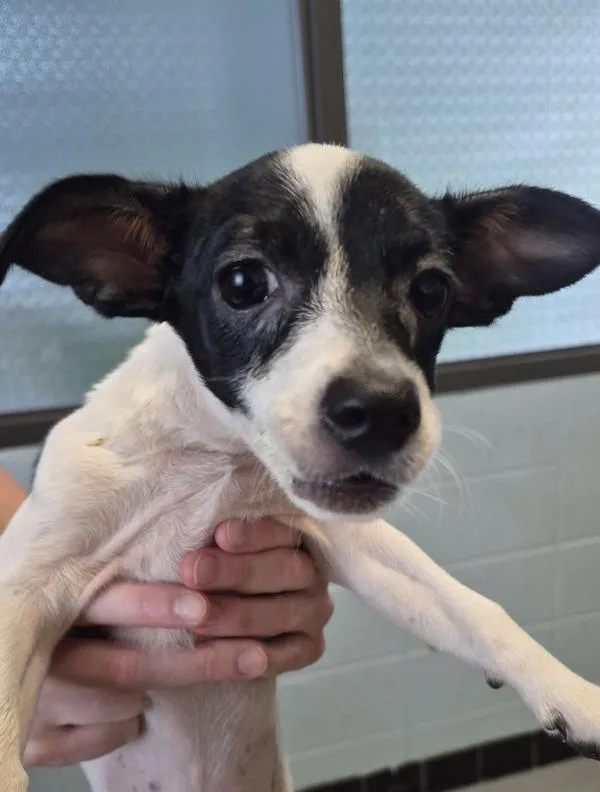A baby small-sized female Chihuahua dog named Pen Opal for adoption in Lawrenceville, GA