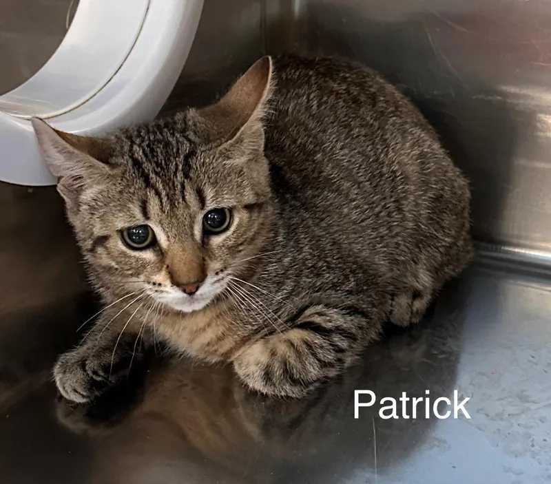A baby large-sized male Domestic Short Hair cat named Patrick for adoption in Ewing, NJ