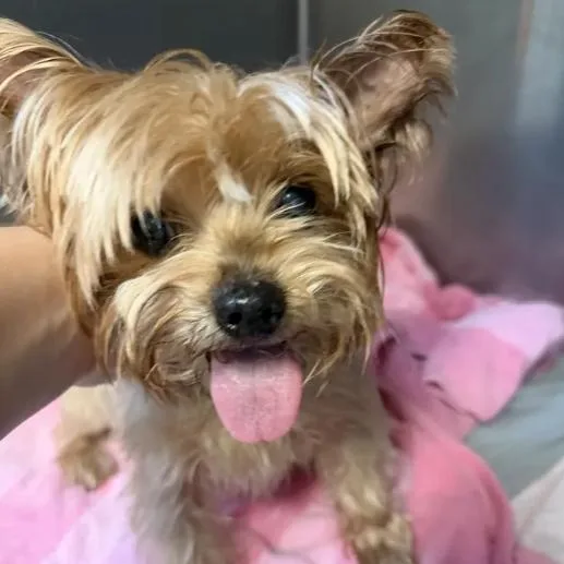 A senior small-sized female Yellow / Tan / Blond / Fawn Yorkshire Terrier dog named Dragon for adoption in Austin, TX
