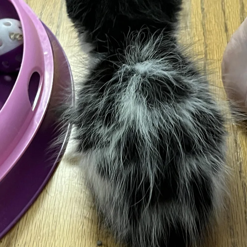 A baby medium-sized male Domestic Medium Hair cat named Ritchie Tate and Bunnys for adoption in Moline, IL
