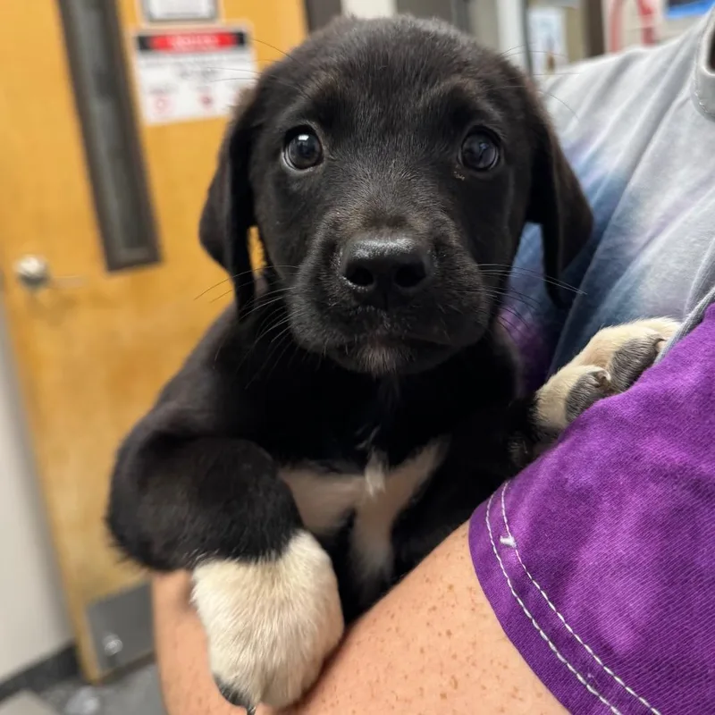 A baby medium-sized male Black Mixed Breed dog named Banks for adoption in Columbiana, AL