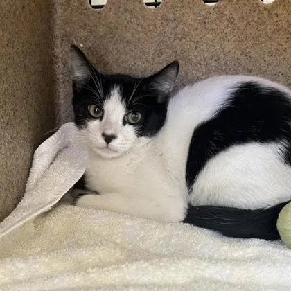 A young medium-sized female Black & White / Tuxedo Domestic Short Hair cat named Fig for adoption in Bridgeport, CA