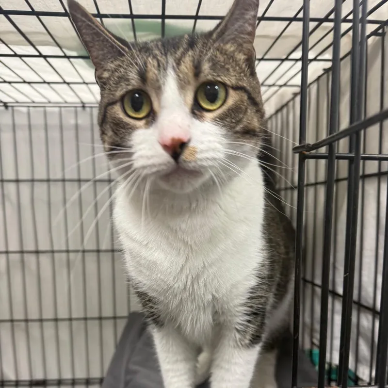 An adult large-sized female Brown / Chocolate Domestic Short Hair cat named Izzy for adoption in Normal, IL