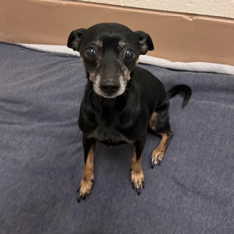 A senior small-sized female Black Chihuahua dog named Emmy for adoption in Reno, NV
