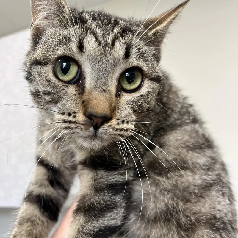 A young medium-sized male Brown / Chocolate Domestic Short Hair cat named Alvin's Island for adoption in Columbiana, AL