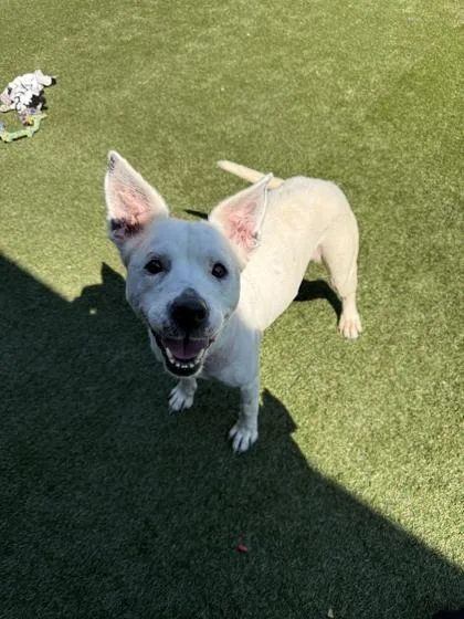 An adult medium-sized female Mixed Breed dog named Cleo for adoption in Lafayette, IN