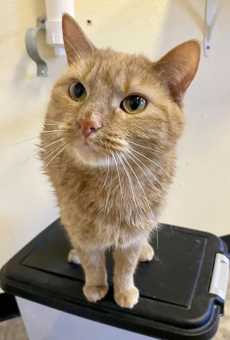 Marmalade