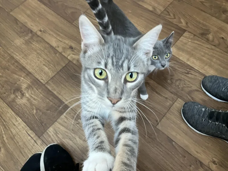 A young medium-sized male Domestic Short Hair cat named George for adoption in Davis, CA