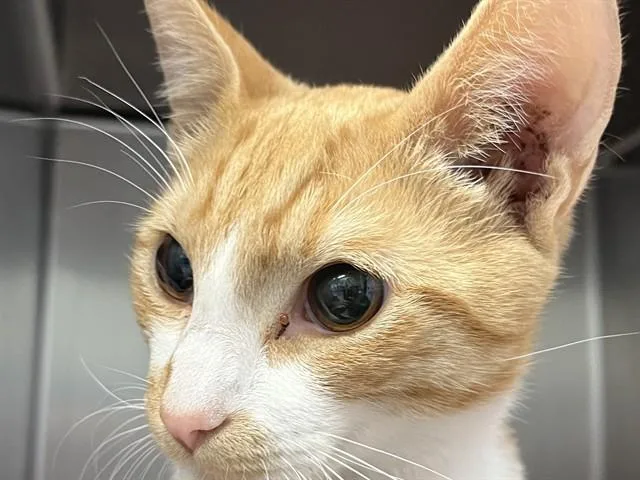 A young small-sized male Domestic Short Hair cat named Ducky for adoption in Palo Alto, CA