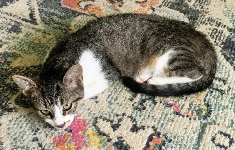 A baby small-sized female Gray & White Domestic Short Hair cat named Sassie for adoption in Mooresville, NC