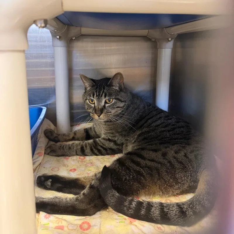 An adult medium-sized male Brown / Chocolate Domestic Short Hair cat named Plateau for adoption in Kanab, UT