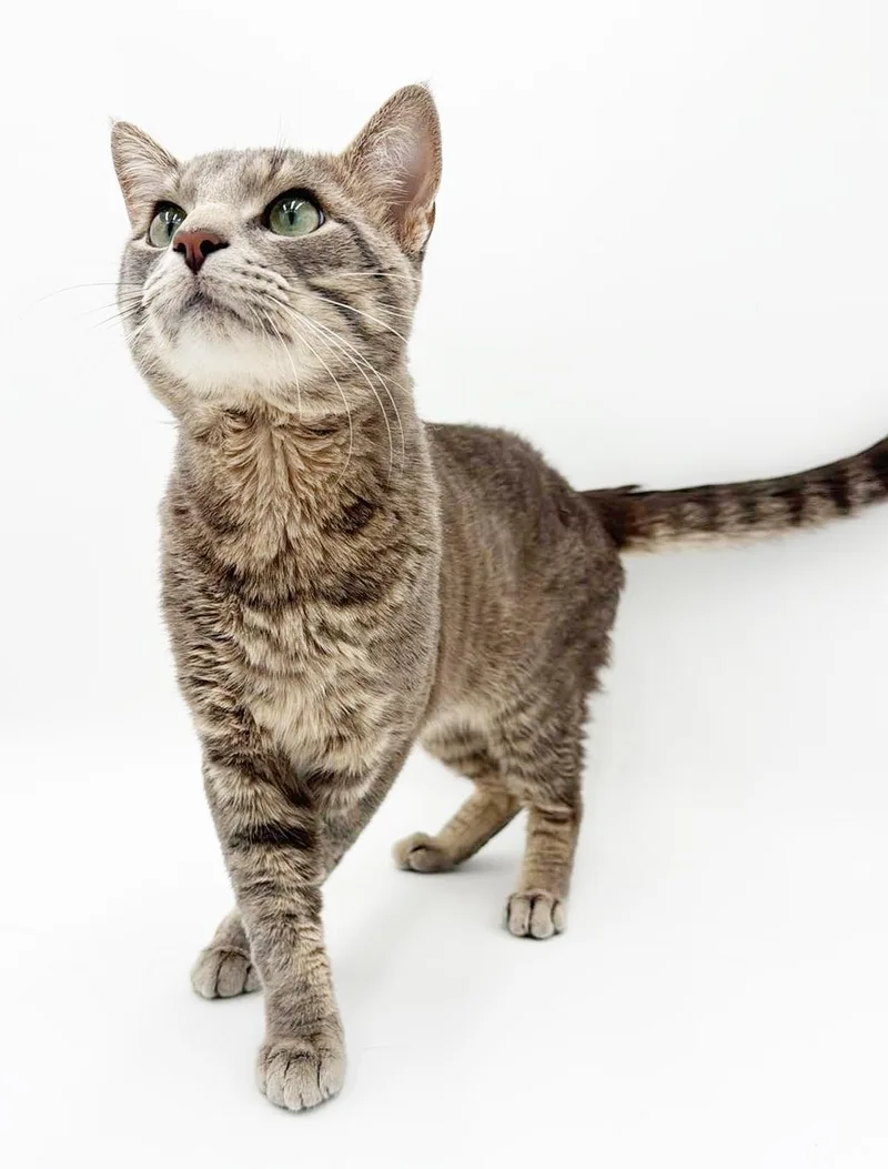 A young medium-sized male Gray / Blue / Silver Tabby cat named Dorian Gray!  This for adoption in Bedford Hills, NY