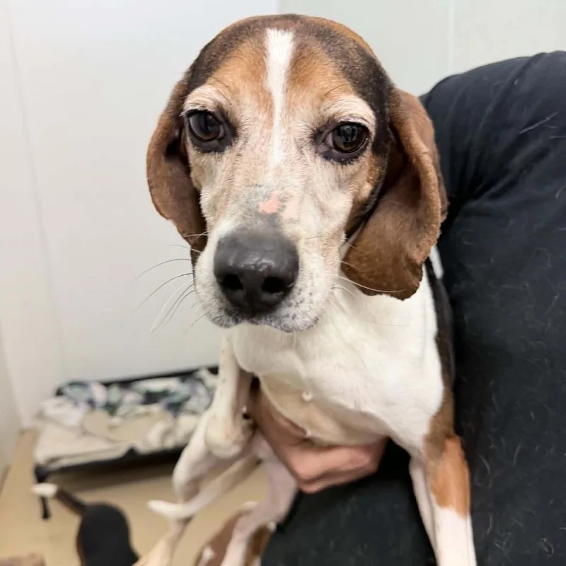 An adult small-sized male Brown / Chocolate Beagle dog named Pierre Auguste Renoir  for adoption in Chino Hills, CA