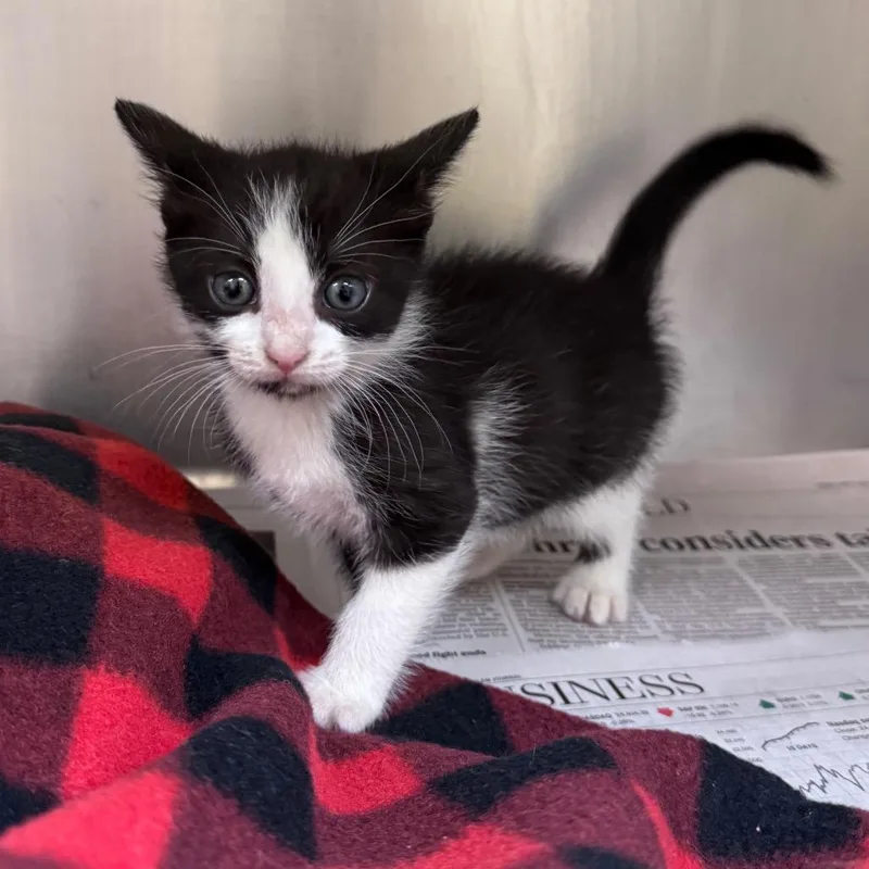 A baby small-sized female Black Domestic Short Hair cat named Liberty for adoption in Mocksville, NC