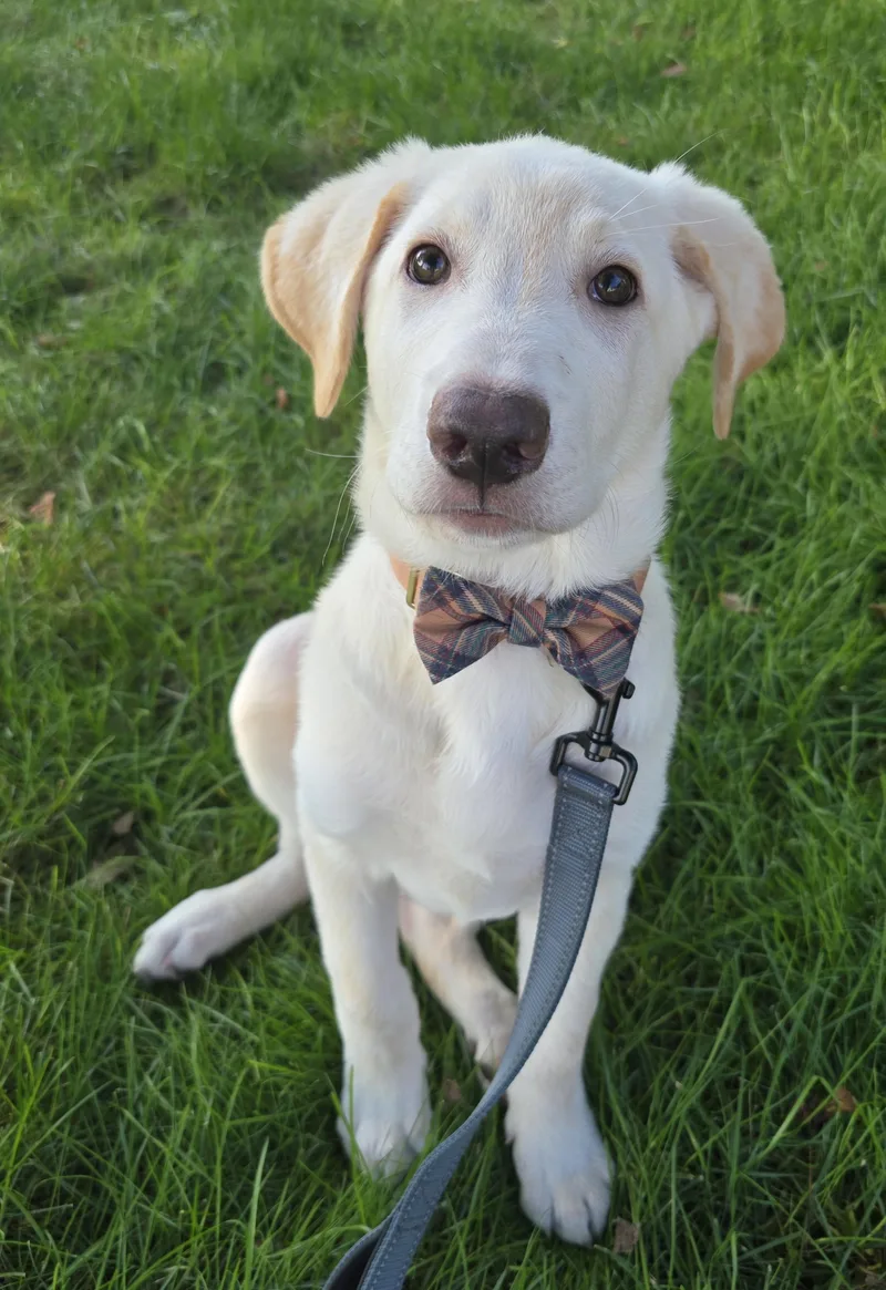 A baby large-sized male Yellow Labrador Retriever dog named Casper for adoption in Cedar Rapids, IA