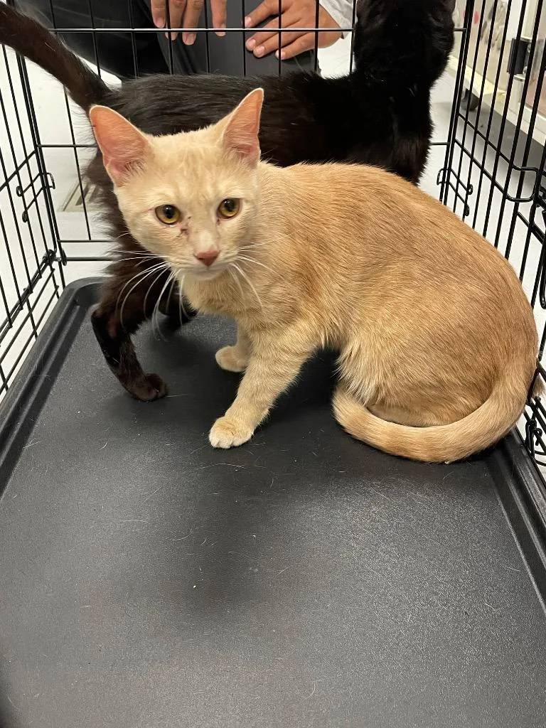 A baby small-sized male Domestic Short Hair cat named Finley for adoption in Oxford, NC