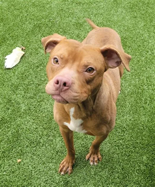 A young medium-sized male Pit Bull Terrier dog named Biscotti for adoption in Toledo, OH