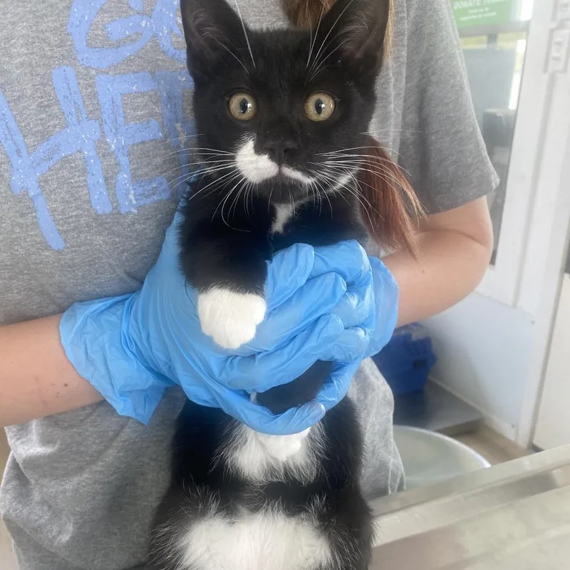A baby small-sized male Black Domestic Short Hair cat named Ben for adoption in Chapel Hill, NC