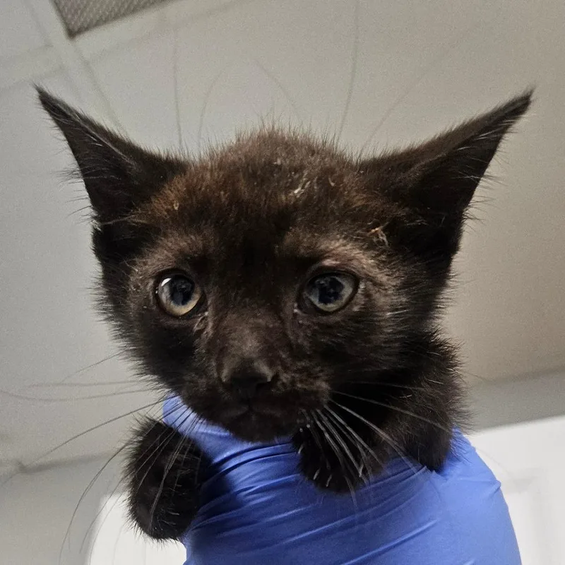 A baby small-sized male Black Domestic Short Hair cat named Cocoa Puffs for adoption in Greenville, SC