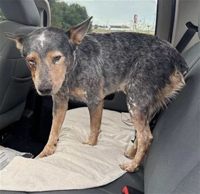 An adult medium-sized male Australian Cattle Dog / Blue Heeler dog named Max for adoption in Dallas, TX