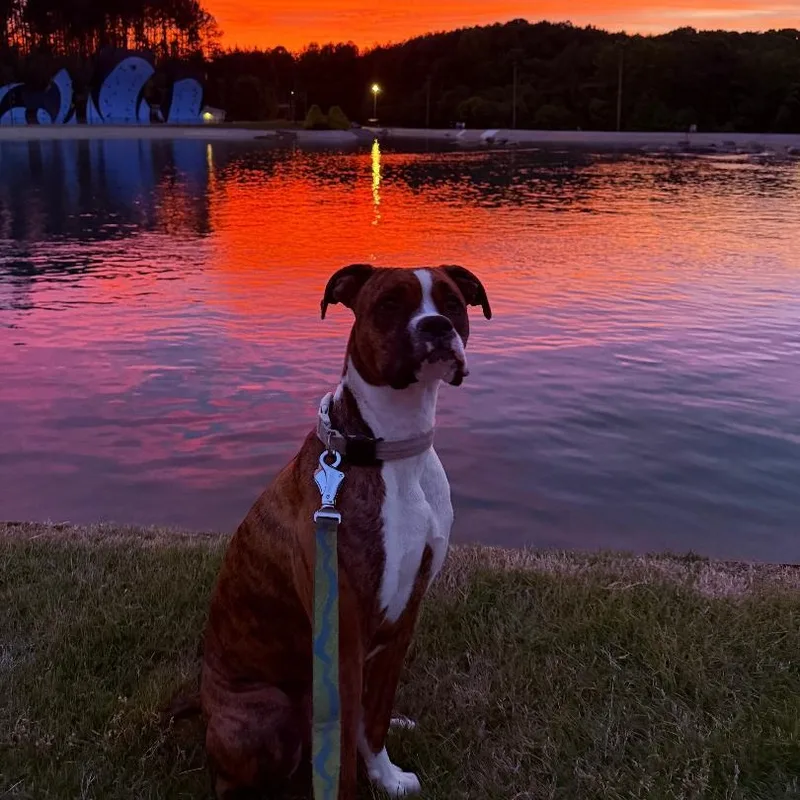 Nala