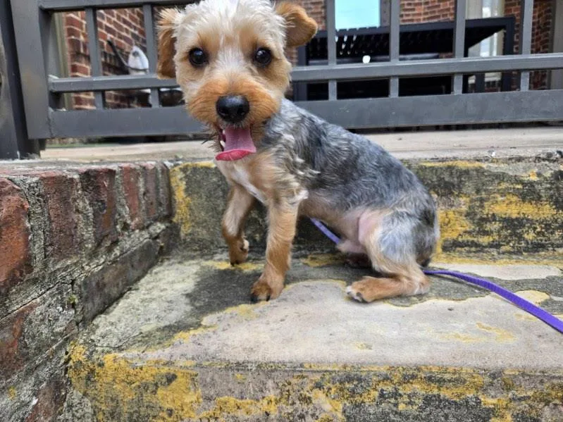 A young small-sized male Yorkshire Terrier dog named Archie for adoption in Greensboro, NC