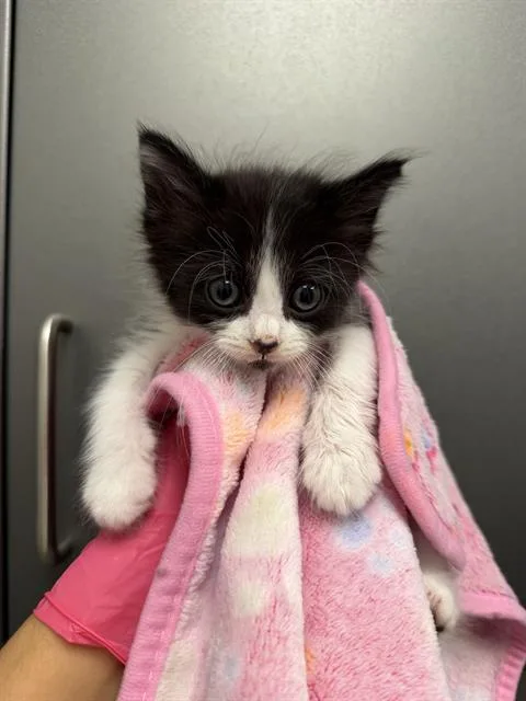 A baby small-sized male Domestic Short Hair cat named Eric for adoption in Ontario, CA