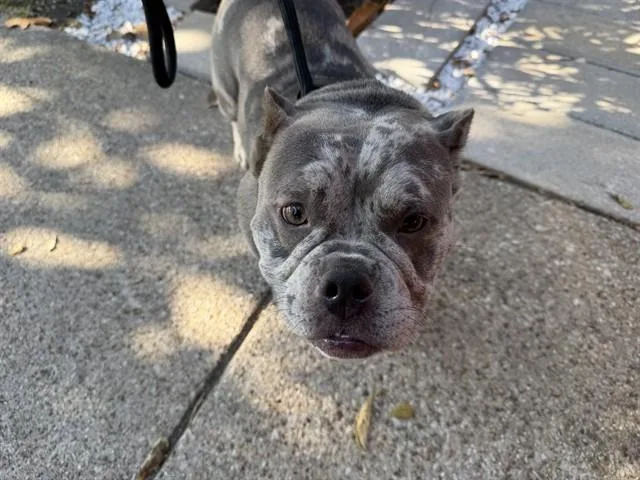 A young medium-sized female American Bulldog dog named Lyla for adoption in Garland, TX
