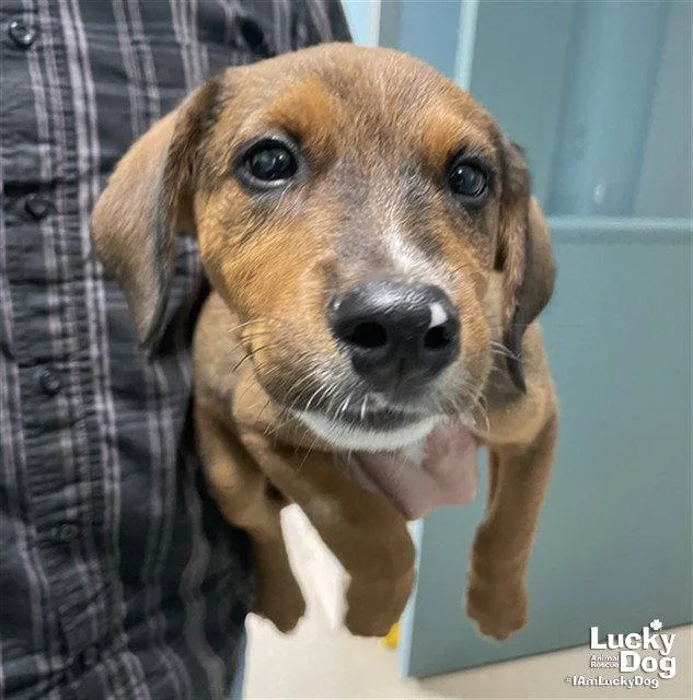 A baby medium-sized male Beagle dog named Mr. Abbott for adoption in Washington, DC