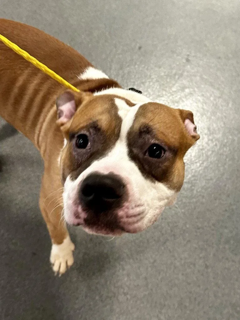 A young medium-sized male Pit Bull Terrier dog named DI  Zepplin for adoption in Glen Allen, VA