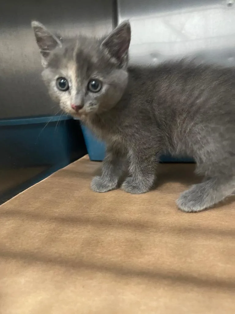 A baby small-sized female Domestic Short Hair cat named Wozza for adoption in Cartersville , GA