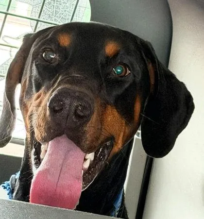 An adult extra large-sized male Doberman Pinscher dog named Dutchman for adoption in Hobart, IN
