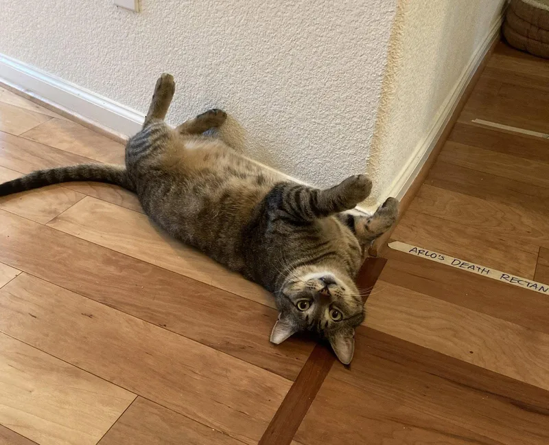 An adult medium-sized male Domestic Short Hair cat named Arlo for adoption in San Jose, CA