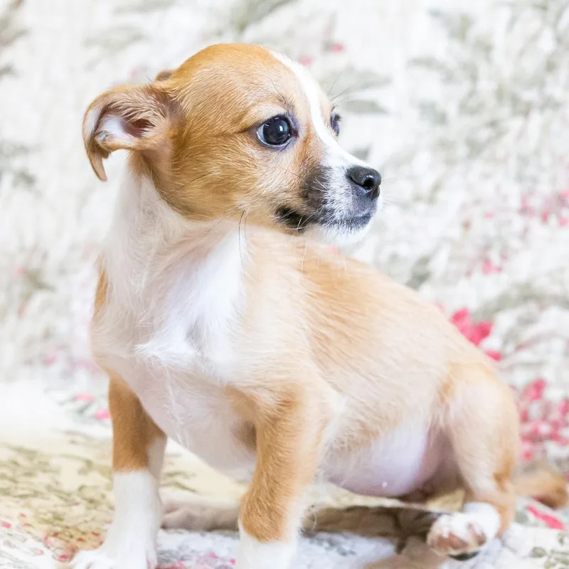 A baby small-sized female Yellow / Tan / Blond / Fawn Mixed Breed dog named Gypsy for adoption in Cartersville, GA