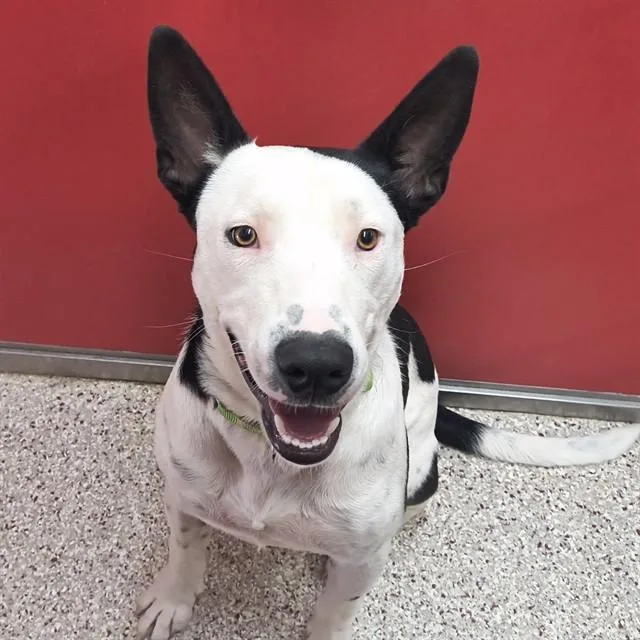 A young medium-sized male Terrier dog named Vlad for adoption in Tucson, AZ