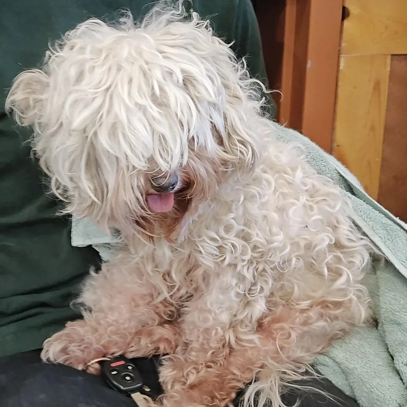 A baby small-sized female Poodle dog named IEPAStray for adoption in Upland, CA