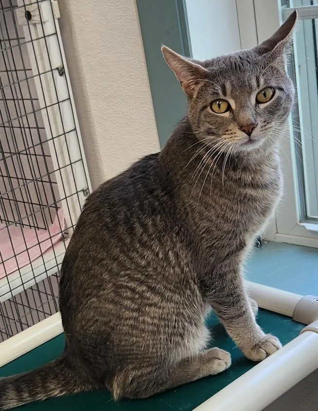An adult medium-sized male Tabby (Gray / Blue / Silver) Domestic Short Hair cat named Victor for adoption in Medfield, MA