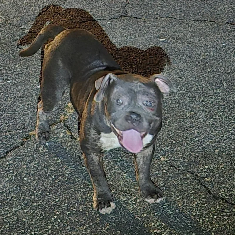 An adult medium-sized male Gray / Blue / Silver Mixed Breed dog named Percy for adoption in Columbus, GA