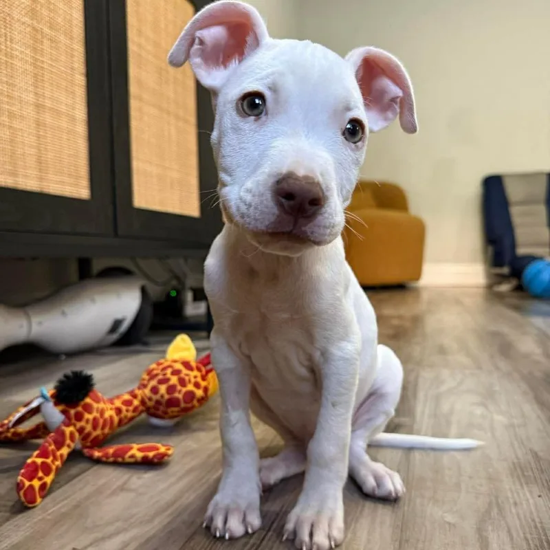 A baby medium-sized male White / Cream Pit Bull Terrier dog named Astro for adoption in Fort Lauderdale, FL