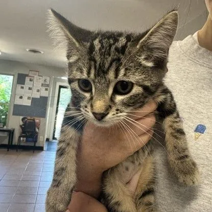 A baby small-sized female Gray / Blue / Silver Domestic Short Hair cat named Buddy for adoption in Delaware, OH
