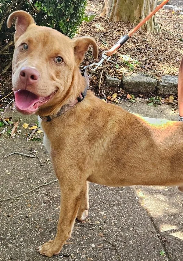 A young medium-sized male Mixed Breed dog named Hondo for adoption in Mobile, AL