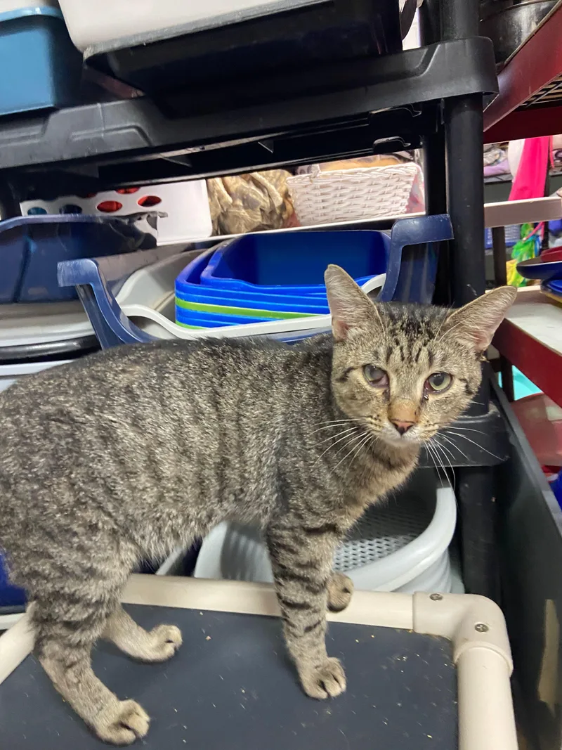 An adult medium-sized male Tabby (Brown / Chocolate) Domestic Short Hair cat named Wrangler for adoption in Peru, IN