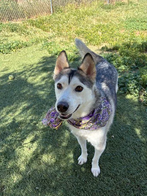 A young medium-sized female Gray / Blue / Silver Husky dog named Noelle for adoption in Studio City, CA