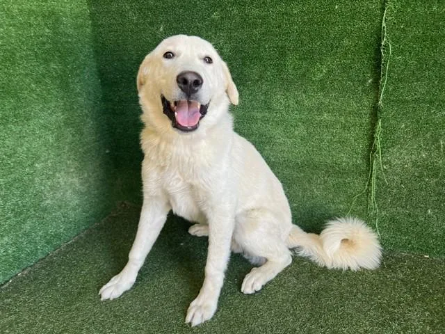 A young large-sized male Great Pyrenees dog named Nimbus for adoption in Lancaster, CA