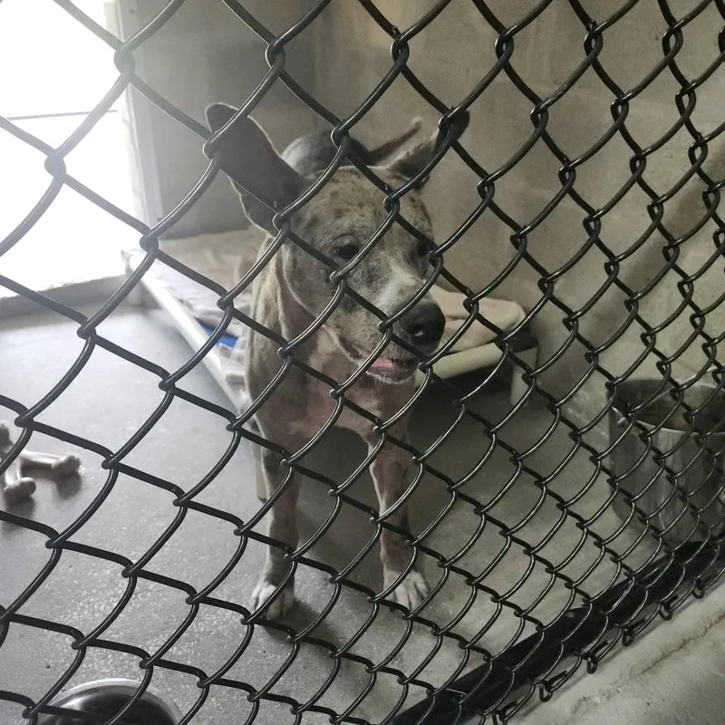 An adult medium-sized female Brown / Chocolate Catahoula Leopard Dog dog named Regina for adoption in Clearwater, FL