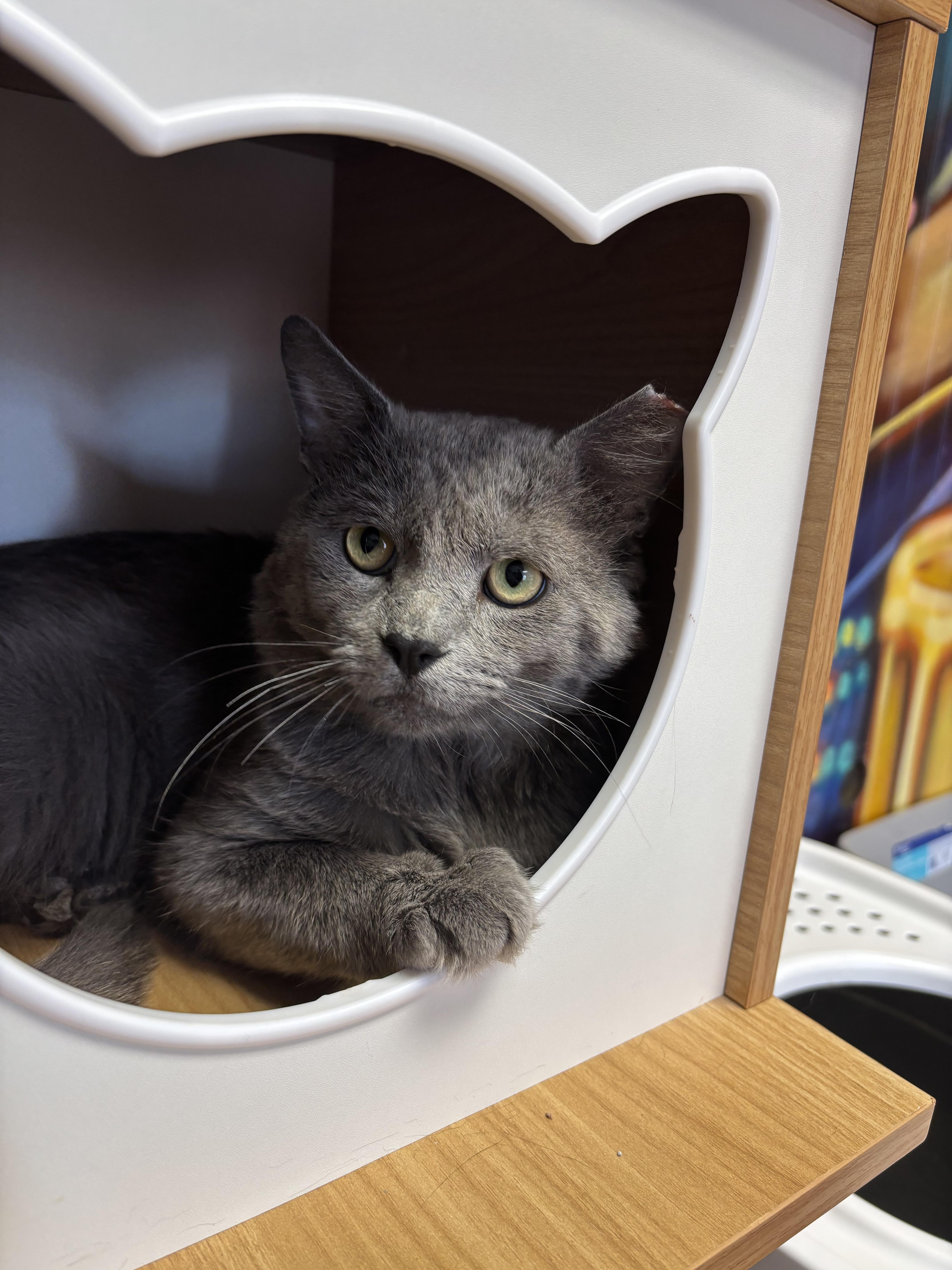 A young large-sized male Domestic Short Hair cat named Rhubarb for adoption in Bethel Park, PA